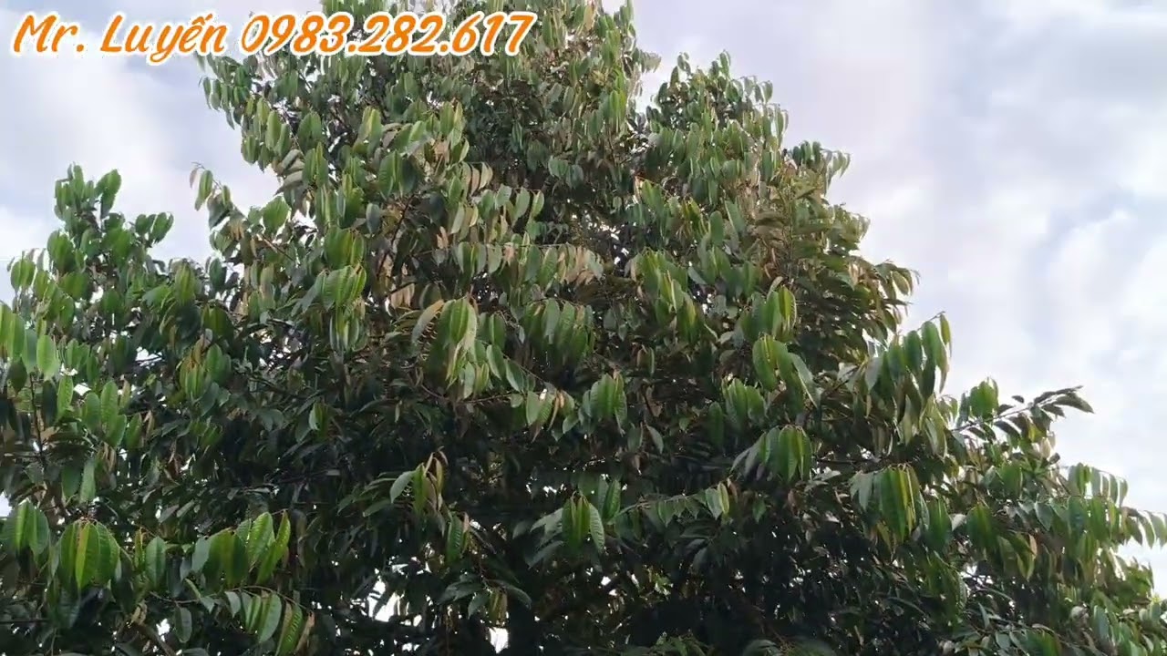 Cách bón lân cho cây sầu riêng năm đầu làm trái #lambongsaurieng #bonlan #Ks_luyen