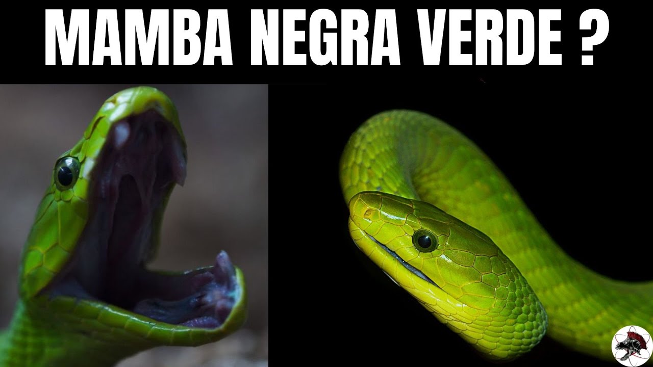 Mamba Negra Verde? Green Mamba | Biólogo Henrique o Biólogo das Cobras