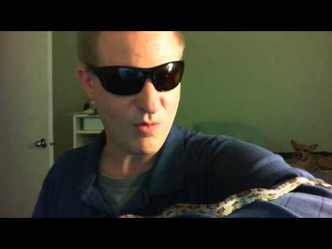 corn snake morphs Young Anery Corn Snake