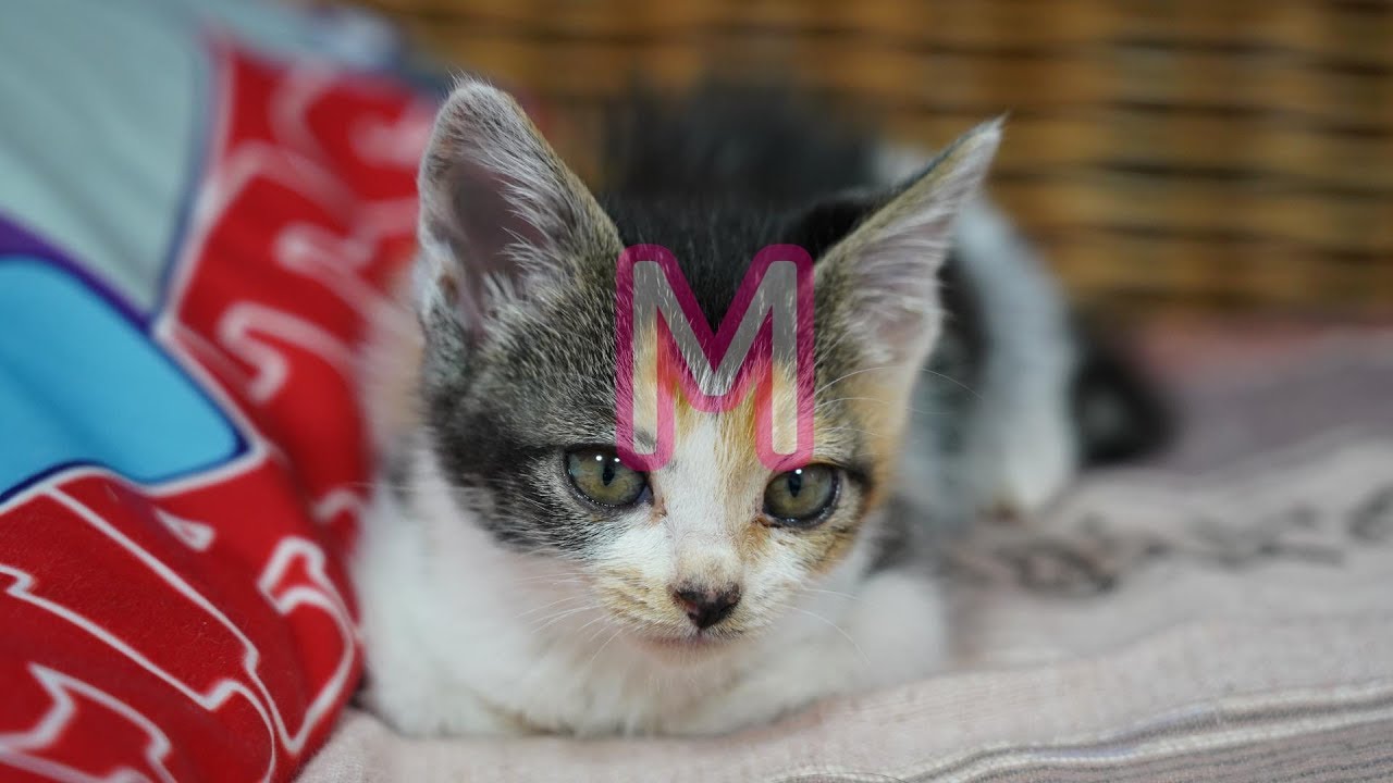 なぜか巷でベジータと呼ばれ始めた三毛子猫。 三毛子猫ですが何
