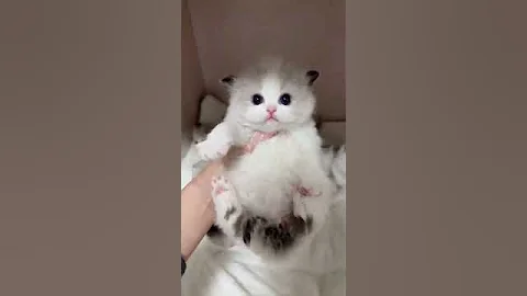 Video 7201211: ragdollkittens cat cute, ragdollkitten cutecats, cat cutecat pets, cute kittens adorable