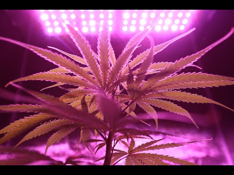 الاضاءة المناسبة لزراعة القنب الماريجوانا الداخلية والخارجية في جميع المراحل