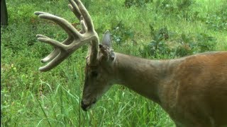 APPLYING AND HUNTING DEER ATTRACTANTS