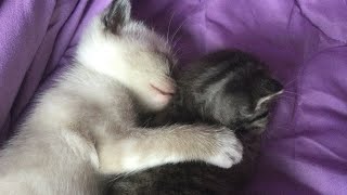 More Kittens