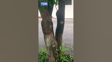 Cây Lộc vừng dáng thả rông #tamdaonui