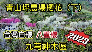 【2023賞櫻景點】古坑青山坪咖啡農場(台灣白櫻、八重櫻)｜九芎 ... 