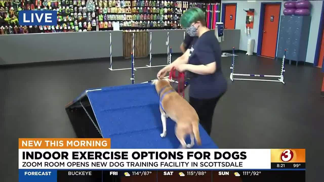 Scottsdale facility offering indoor exercise for dogs