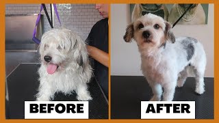 CUTE LONG HAIR DOG TRANSFORMATION | RURAL DOG GROOMING by Rural Dog Grooming 427 views 1 year ago 28 minutes