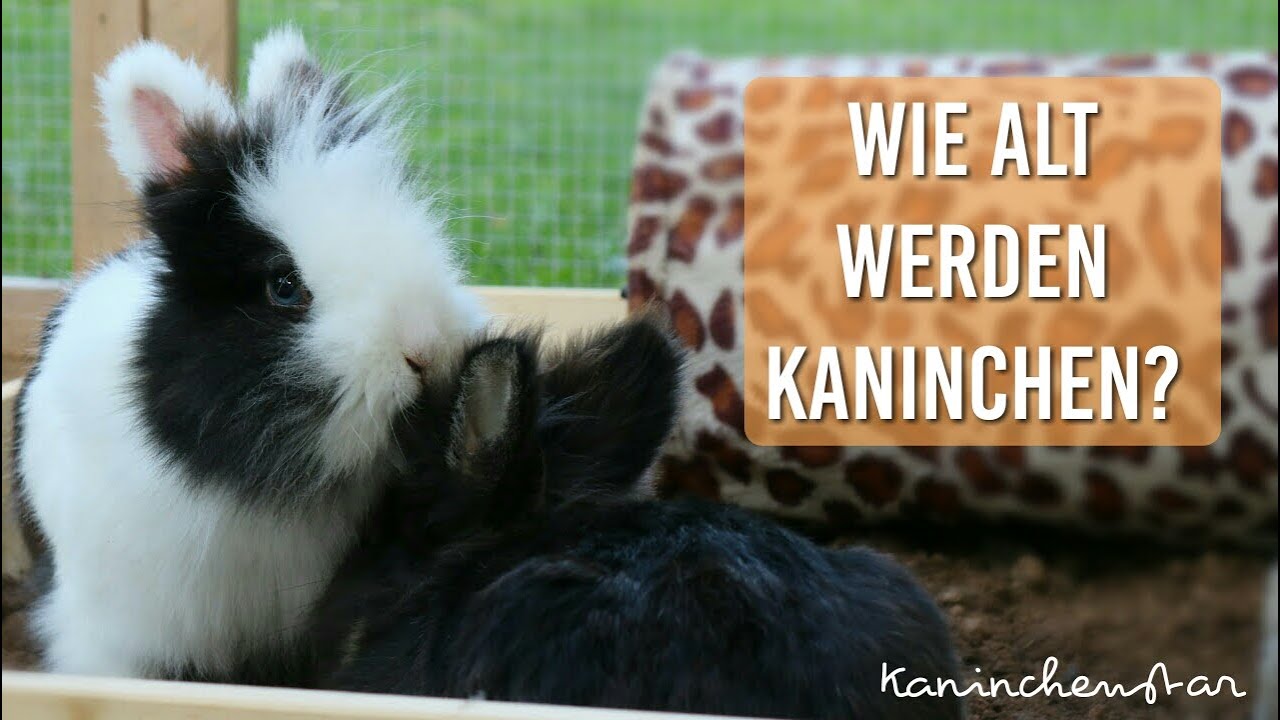 Wie Alt Werden Pandas Wie Alt Werden Pandas