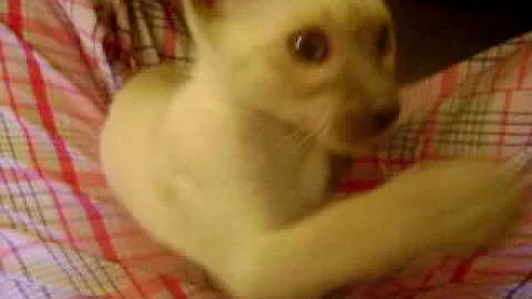 Watch the video about Lilac Siamese Kitten Being Cute