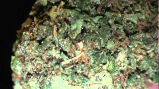 O.G. Kush