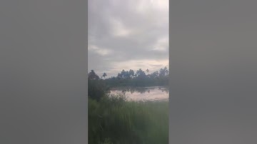 cara menangkap burung belibis mudah