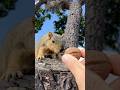 Ok then! Squirrel Baby Chubbs paid actor #animals #friends #cute #talent #reels #feed #humor #bangla