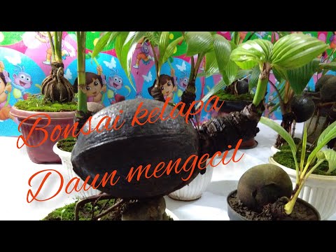  Tips program Cara Bonsai  kelapa  daun kecil  YouTube
