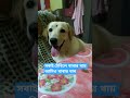 mummy please give me dinner#shorts #shorts #viralshort #labrador #cutedog #funny #dogvideos #doggie
