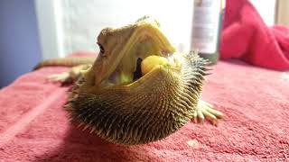 Neglected Dying Bearded Dragon RESCUE Day 4 | So HUNGRY | Loves To EAT