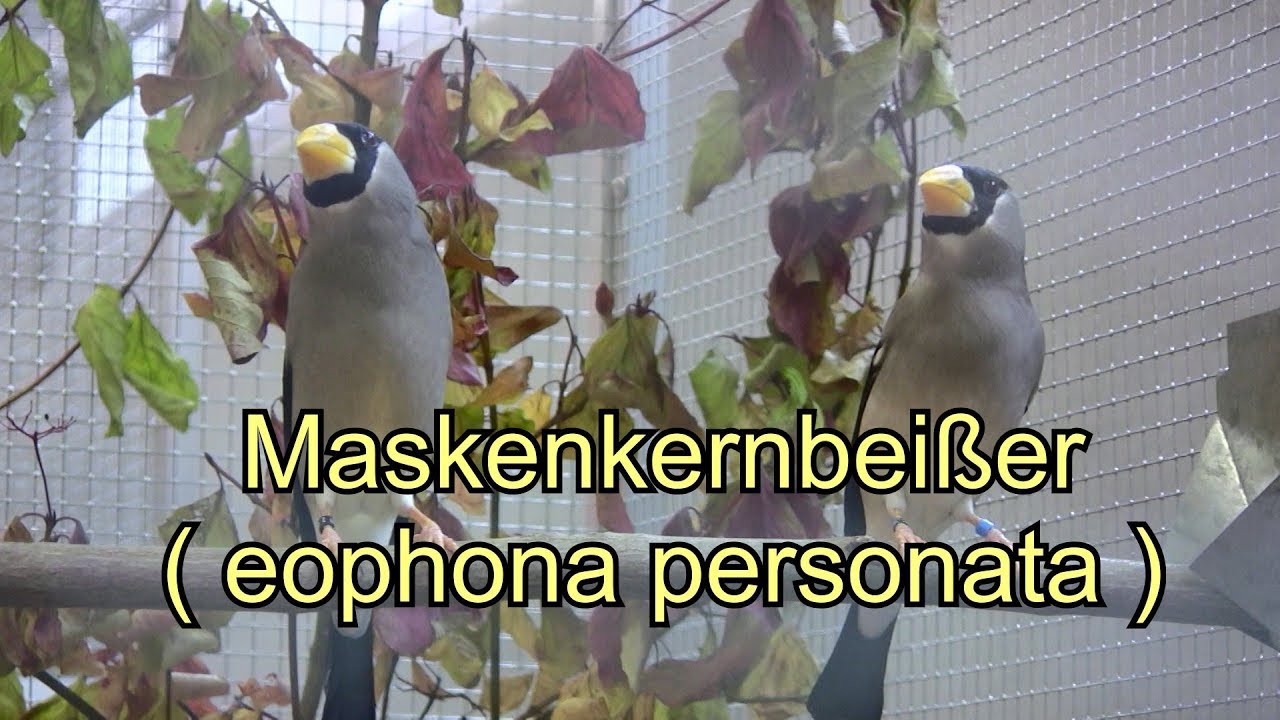Maskenkernbeißer (Eophona Personata).Teil 1.