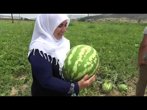 Video: Olgun Bir Karpuz Nasıl Tanınır