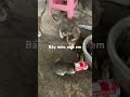 Bầy mèo nhà em.