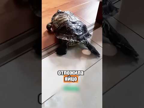 Черепаха неожиданно отложила яйцо 🥚🐢 #милыеживотные #животные