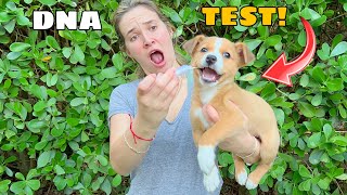 DNA TESTING THE RESCUED PUPPIES! WHAT’D WE FIND?! by Hannah Feder 58,938 views 5 months ago 12 minutes, 28 seconds