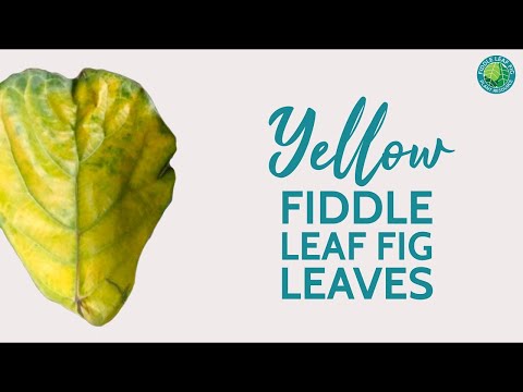 Video: Gele vijgenbladeren: waarom worden vijgenbladeren geel