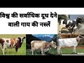 गाय की 5 सर्वाधिक दूध देने वाली नस्लें | Jersey cow | hf cow | brown Swiss cow