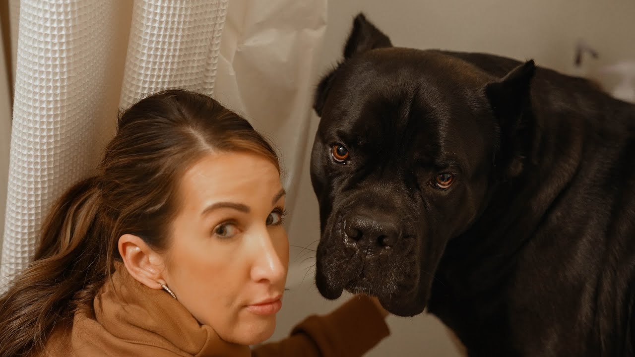 How Do Groomers Bathe A Cane Corso