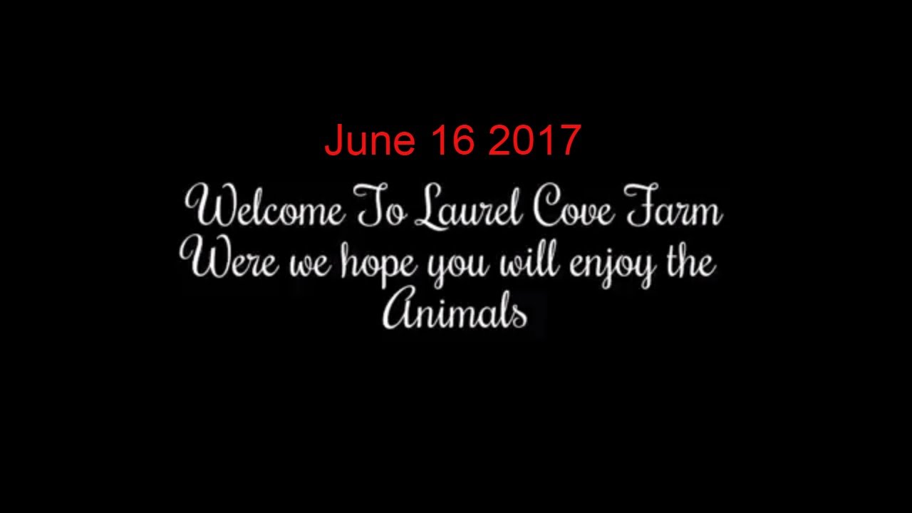 Taking care of the homestead on the farm animals