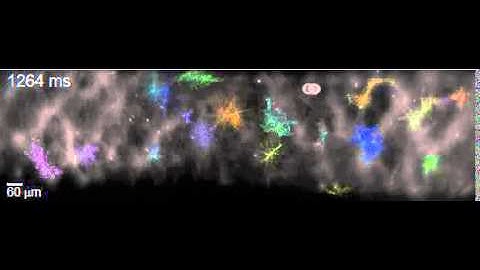 Video 2    Firing pattern of a neural circuit 1