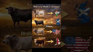 Aynı Hayvan, Farklı Coğrafyalarda Bambaşka Isimlerle Anılabilir.