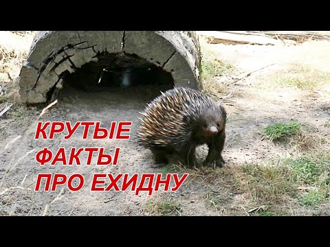 Ехидна - Интересные