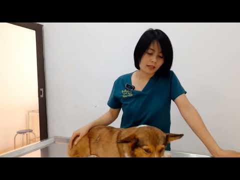 Video: Nguyên nhân gây ra các đốm nóng trên chó?