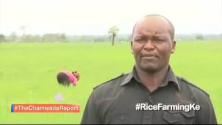 The Chamwada Report [Promo] - 8th October 2016 - Rice Farming in Kenya