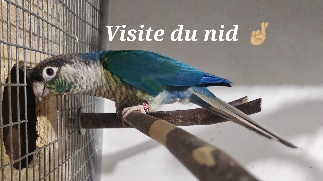 2 Pyrrhura violet 🐦- Mon couple visite le nid 🤞🏼 