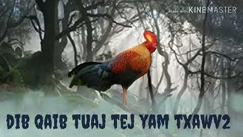 Tus qaib cuab dib tuaj tej yam txawv2