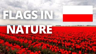 Country Flags In Nature Includes India , Russia And Türkiye Factest