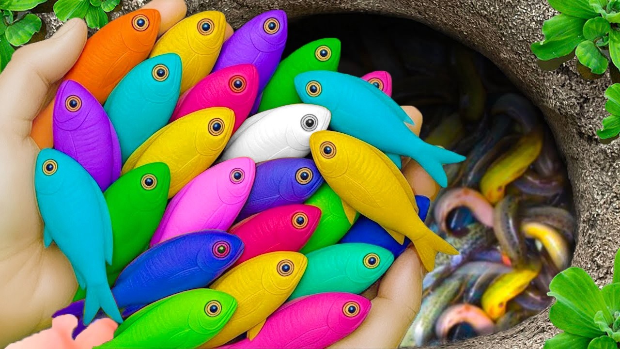 Catch beautiful aquarium fish in small pond baby turtles, molly fish, frog, guppies blue, spider.