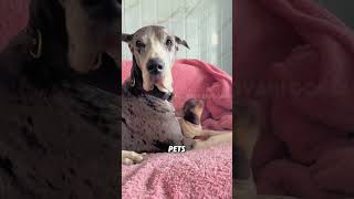 The Largest Dog In The World