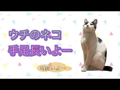 うちの手足の長いネコ Youtube うちの手足の長いネコ Youtube
