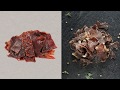 What is the difference between biltong and beef jerky?