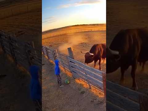 حصان بطل ينقذ طفلا من ثور مهاجم حصان سورا2