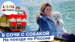В Сочи с собакой, поезд, гостиницы, безопасность.