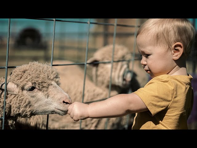 INSTASHORTS / Ep. XXIII / Baa Baa Pumpkin Patch / October 1, 2022