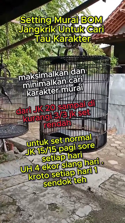 settingan BOM jangkrik murai batu agar gacor  #muraibatu