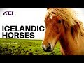 The uniqueness of icelandic horses equestrian world