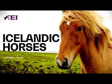 فيديو: الحصان المصغر