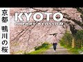 Kyoto Cherry Blossom 2021 - Kamogawa River (Japan) [4K] 京都