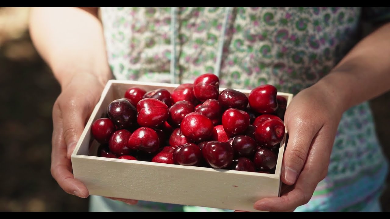 Cherry Stock Footage - Cherry Free Stock Videos - Cherry No Copyright Videos