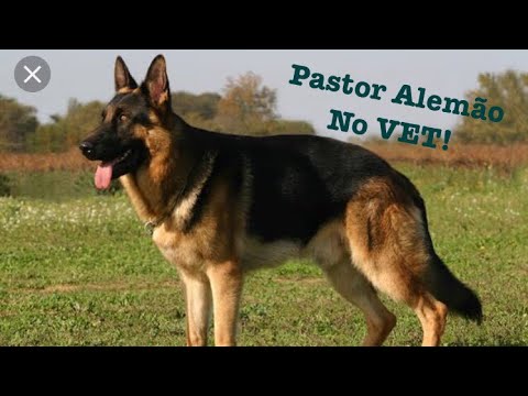 Vídeo: 5 problemas comuns do estômago do pastor alemão